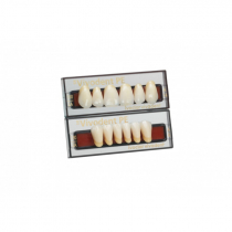 SR-VIVODENT-PE ANTERIOR TEETH LOWER