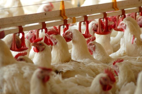 Kranzle poultry farming cleaning